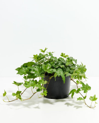 Lush English Ivy with variegated leaves cascading from a hanging basket
