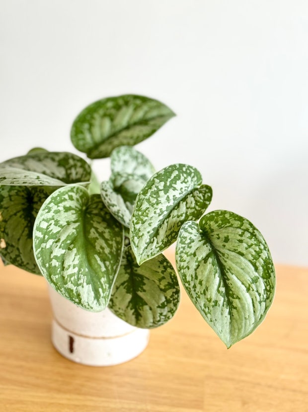 Scindapsus Pictus Radiance: Your Guide to Care and Silvery Foliage