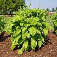 Park Seed Basil Herb Plant Seeds, Easy to Grow, Variety of Colors, Spring Garden, Nufar Hybrid, Pack of 100