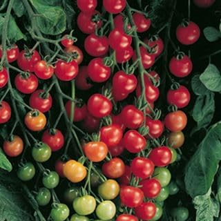 Park Seed Variety of Tomato Vegetable Seeds, Plant Seeds, Easy to Grow, Perfect for Harvesting, Supersweet 100 Hybrid, Pack of 250