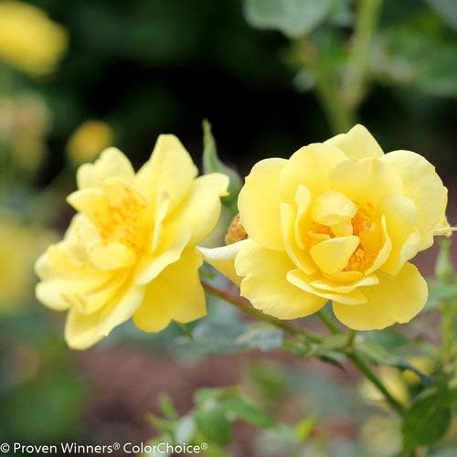 Proven Winners - Rosa OSO EASY Lemon Zest (Rose) Rose, yellow flowers, #2 - Size Container