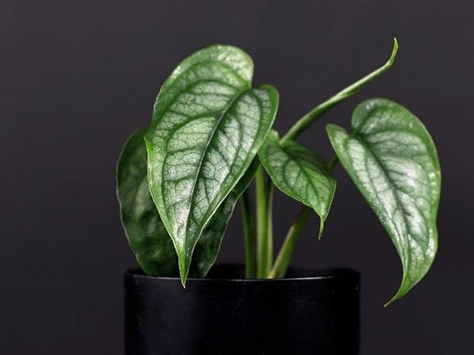 Premium Monstera Siltepecana Matuda Potting Mix - Expertly Crafted for Healthy Growth - 1 Quart