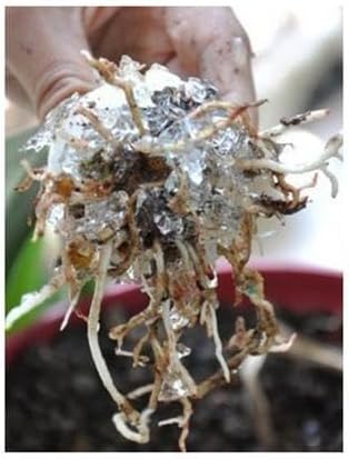 Water Storing Crystal Soil Additive Commercial Grade (5)