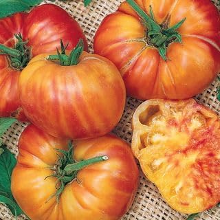 Park Seed Variety of Tomato Vegetable Seeds, Plant Seeds, Easy to Grow, Perfect for Harvesting, Big Rainbow, Pack of 500