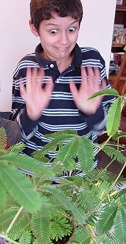 Zombie Plant Party Favors (2) Plays Dead When Touched! Includes Soil, Seeds & Mini Flower Pot. Supplies for Zombie Themed Birthday. Plant it as a Fun Indoor Science Activity