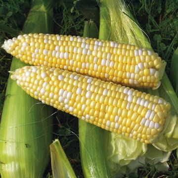 Park Seed Variety of Corn Vegetable Seeds, Plant Seeds, Easy to Grow, Perfect for Harvesting, Revelation Hybrid, Pack of 200