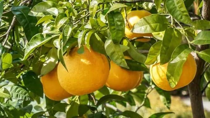 Premium Grapefruit Potting Mix - Expertly Crafted with Peat Moss, Perlite, Worm Castings, and Lime for Stronger Roots and Optimal Nutrient Absorption - 2 Quart