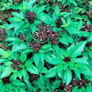 Park Seed Basil Herb Plant Seeds, Easy to Grow, Variety of Colors, Spring Garden, Thai Siam Queen, Pack of 100
