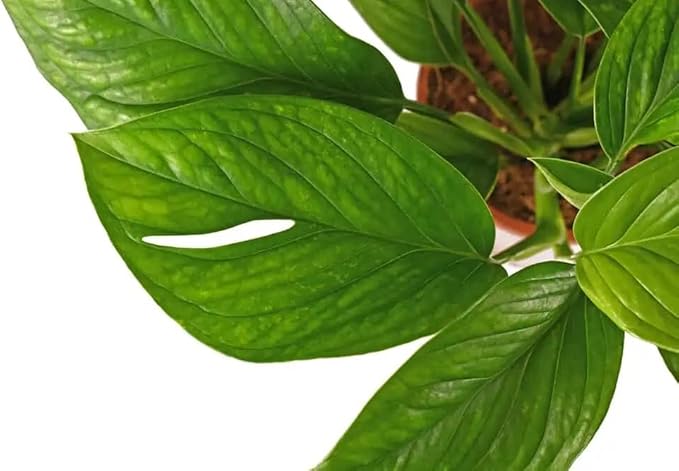 Premium Monstera Pinnatipartita Plant Potting Mix - Optimal Nutrients and Aeration for Healthy Growth - 1 Quart