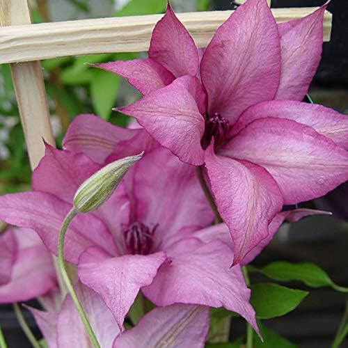 Raymond Evison Clematis - Clematis Giselle (Clematis) Perennial, pink flowers, 8`` - Size Container