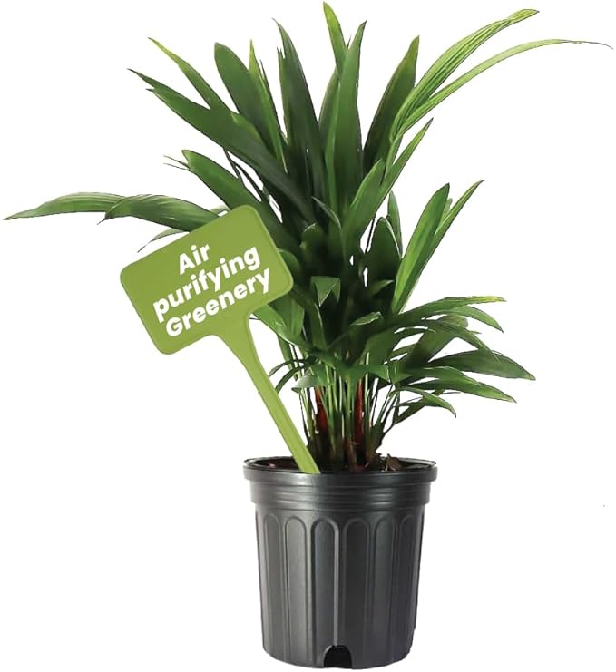 American Plant Exchange Lipstick Palm, Sealing Wax Live Plant, 10" Pot, Exotic Palm Tree, Green Foliage