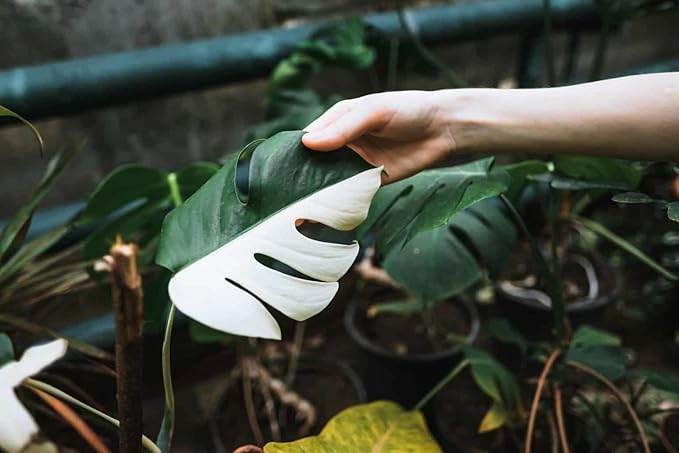 Premium Monstera Borsigiana Soil Mix - Trusted by Experts for Strong and Healthy Plants by Gardenera - 20 Quart (4 Bags of 5 Quart)