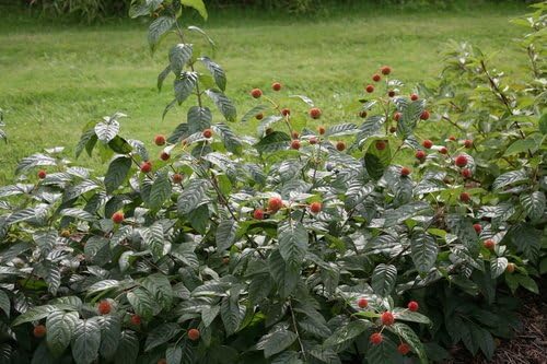 Proven Winners - Cephalanthus occidentalis Sugar Shack (Buttonbush) Shrub, white flowers, #3 - Size Container