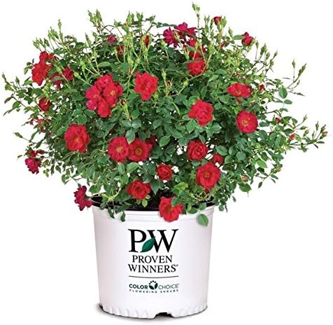 Proven Winners - ROSA `OSO EASY URBAN LEGEND` (Landscape Rose) Rose, cherry red flowers, #2 - Size Container