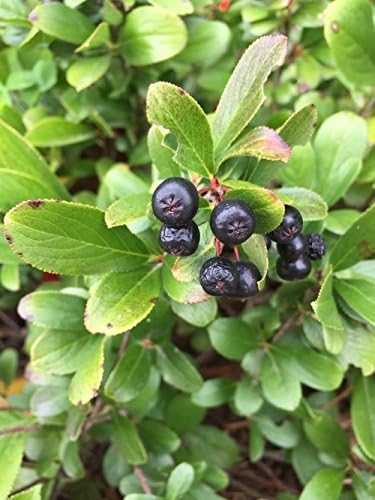 Proven Winners - Aronia Low Scape Mound (Chokeberry) Shrub, white flowers, #3 - Size Container