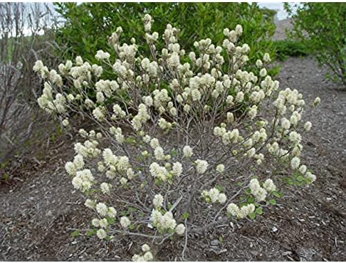 Green Promise Farms Fothergilla gardenii (Dwarf Witch Alder) Shrub, #3-Size Container, White Flowers