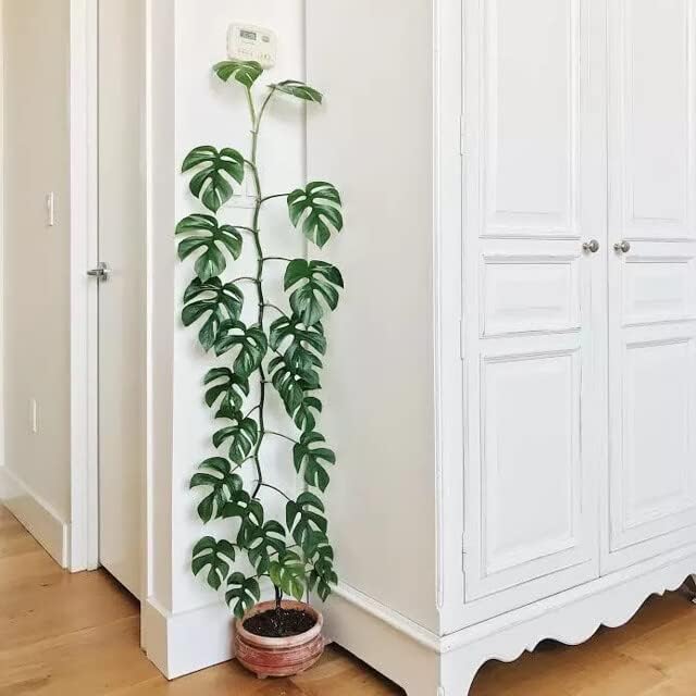 Premium Mini Monstera Potting Mix - Hand-Crafted with Optimal Nutrients for Healthy Growth by Gardenera - 1 Quart