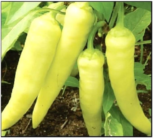 100 Sweet Banana Pepper Seeds for Planting Non GMO Heirloom Seeds Fresh Garden Seed