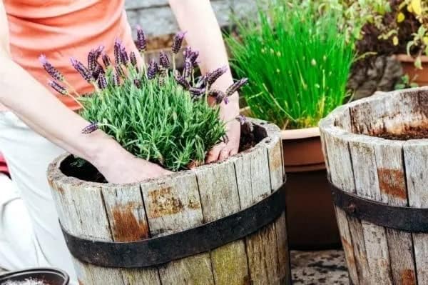 Moisture Control Potting Mix - Perfect for Indoor and Outdoor Container Gardening! - 10 Quart