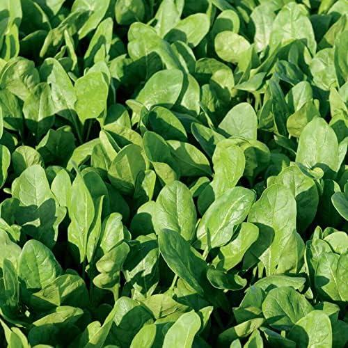 Park Seed Spinach Vegatable Plant Seeds, Easy to Grow, Variety of Colors, Spring Garden, Space F1 Organic, Pack of 200