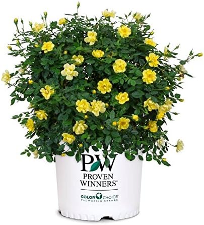 Proven Winners - Rosa OSO EASY Lemon Zest (Rose) Rose, yellow flowers, #2 - Size Container
