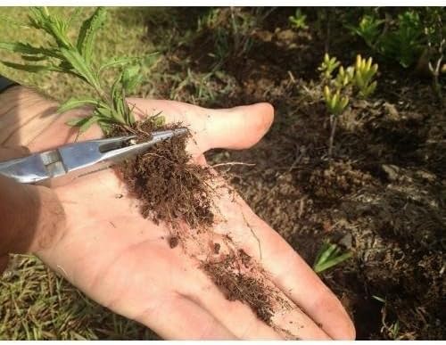 The Original Sharktooth Weed Puller Remover Weeding & Gardening Tool Weeder -Pull from The Root Easily! Ergonomic Handheld Weeding Tool for Spring Summer Cleaning, for All Age Gardeners