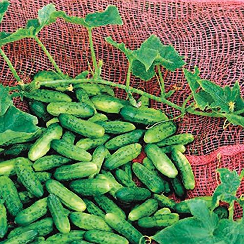 Park Seed Alibi Cucumber Seeds, High-Yield, Space Saving, Pack of 30 Seeds