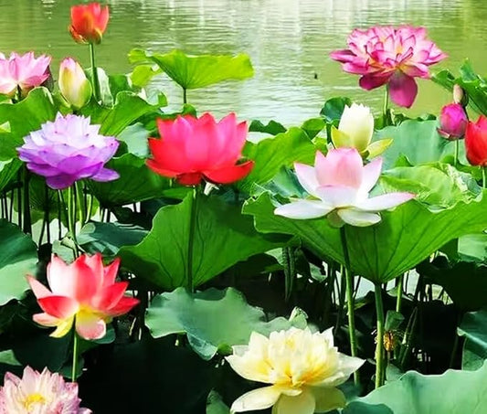 Big Pack Planting Water Features Bonsai Lotus Flower Seeds Indoor Outdoor 160pcs Bowl Lotus Seeds Mixed Lotus Seeds for Garden Pond Grow Easily Low Maintenance