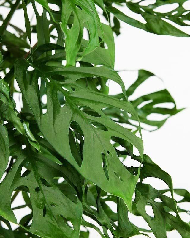 Premium Potting Mix for Olive Trees by Gardenera - 20 Quart - Promotes Strong Roots and Abundant Harvests (4 Bags of 5 Quart)
