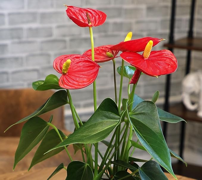 4" Red Anthurium Live Plant Decor, Live House Plants, Anthuriums Live Plants Indoor Plants Live Houseplants, Real Plants Indoor Live Plants, Easy Plant Lover Gifts for Plant Lovers by Plants for Pets