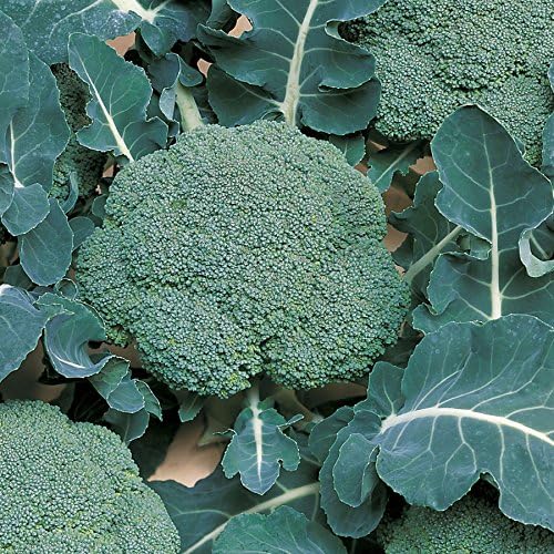 Park Seed Variety of Broccoli Plant Seeds, Easy to Grow, Perfect for Garden, Belstar Hybrid Organic Broccoli Seeds Disease Resistant Adaptable Broccoli Spring Crop, Pack of 30 Seeds