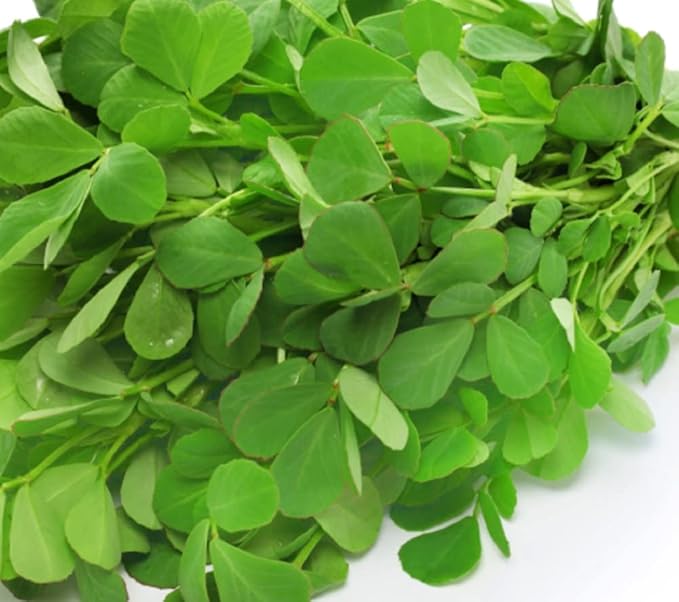 100 Fenugreek Seeds for Planting Non GMO Heirloom Seeds Fresh Garden Seed