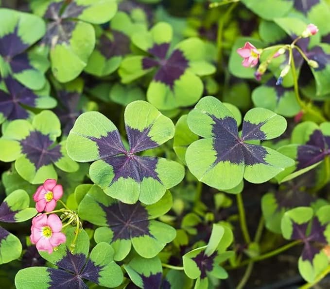 Iron Cross Shamrock Bulbs for Planting - Fast Growing Year Round Color Indoors or Outdoors - Oxalis Shamrock Bulbs for Good Luck (10 Bulbs)