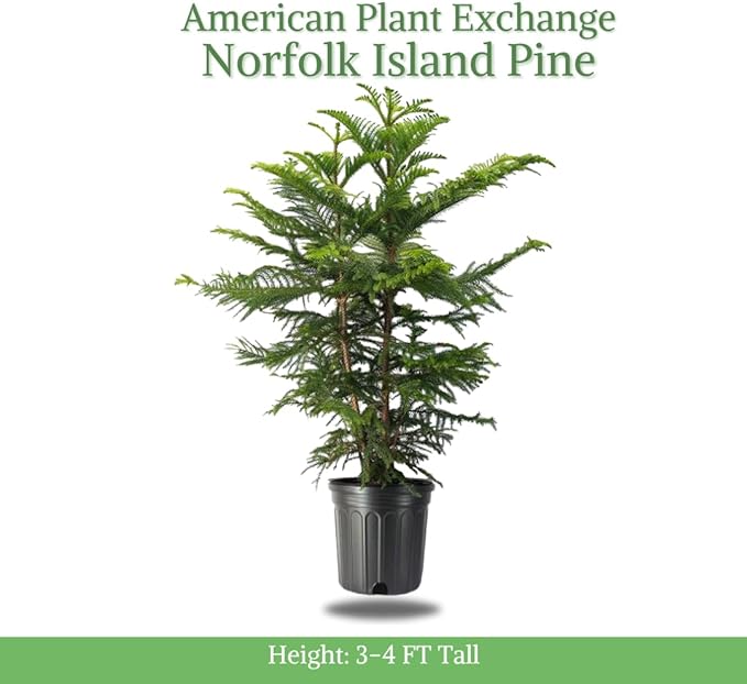 American Plant Exchange Norfolk Island Pine Tree, Easy Care Indoor or Outdoor Houseplant, Large 10-Inch Pot, Live Evergreen Décor