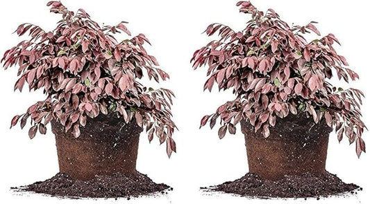 Zhuzhou LOROPETALUM - Size: 1 Gallon, Live Plant, Includes Special Blend Fertilizer & Planting Guide (Pack of 2)