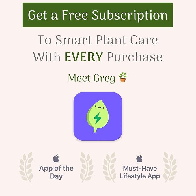 American Plant Exchange Peace Lily, Live Spathiphyllum Plants, 4-Inch Pots, 3 Pack in Deco Covers, Flowering Houseplants, Easy Care, Low Light, Perfect for Housewarming, Sympathy, or Party Gifts