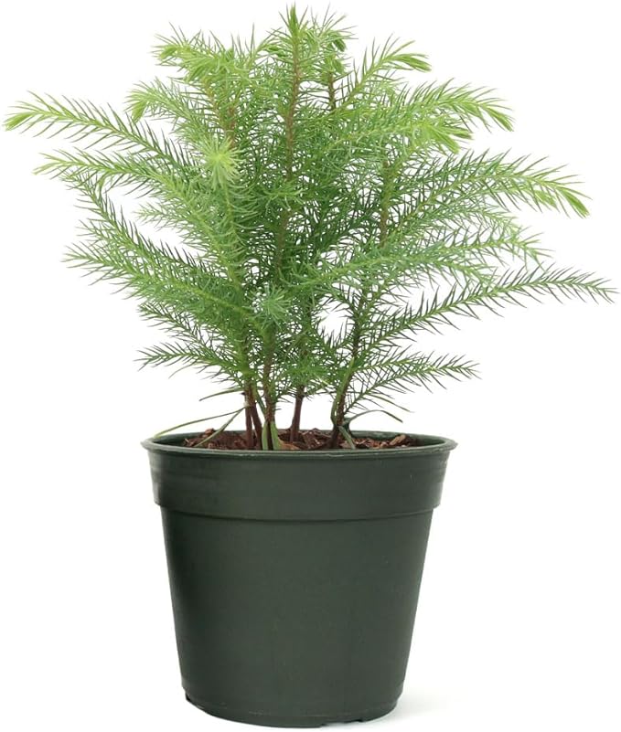 American Plant Exchange Norfolk Island Pine Tree, 4-Inch Pot, Easy Care Indoor & Outdoor Houseplant, Live Holiday Decor