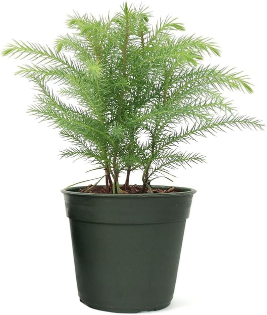 American Plant Exchange Norfolk Island Pine Tree, 4-Inch Pot, Easy Care Indoor & Outdoor Houseplant, Live Holiday Decor