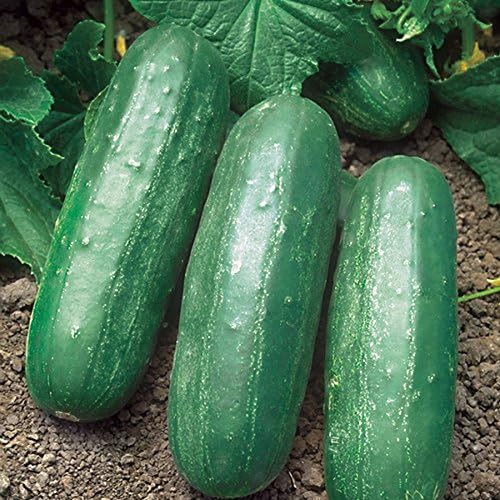 Park Seed Eureka Hybrid Cucumber Seeds, Hardy Grower and Versatile, Pack of 30 Seeds