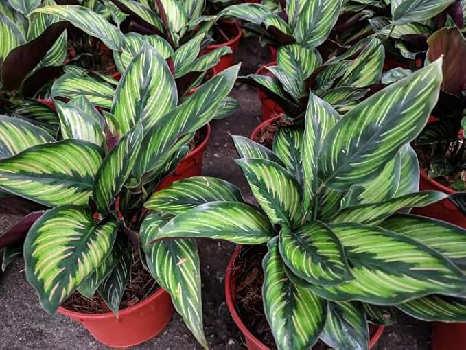 Calathea Potting Mix - Unlock Robust Growth and Striking Leaf Patterns with Our High-Performance Formula - 20 Quart
