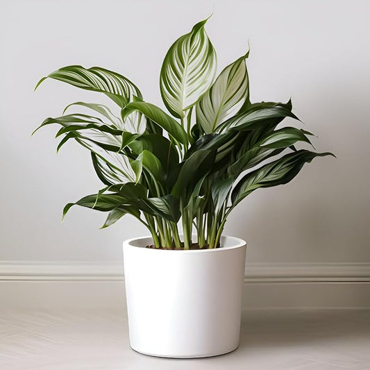 Willowy 9 Inch Matte White Ceramic Planter - Ceramic Plant Pots for Indoor, White Indoor Planter, White Flower Pot for Indoor Plants, 9 Inch Plant Pot, 9 Inch Ceramic Planter, 9 Inch Pot with Drainage