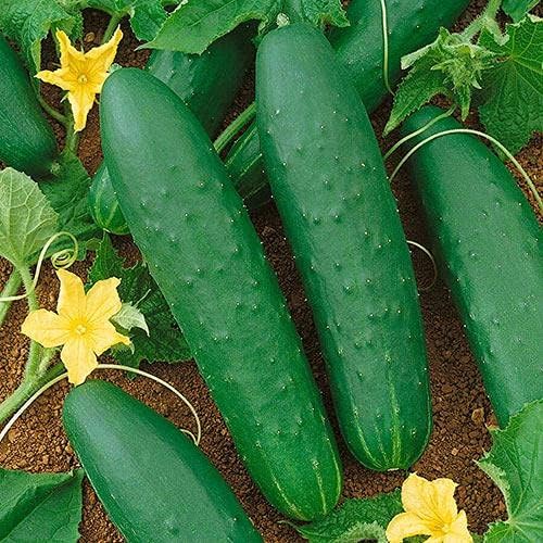 Park Seeds Double Yield Cucumber, Productive Slicer, Pack of 30 Seeds