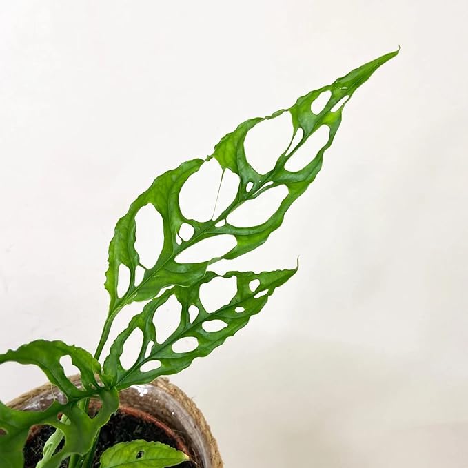Premium Monstera Obliqua Potting Mix - Expertly Crafted for Healthy Growth - 1 Quart