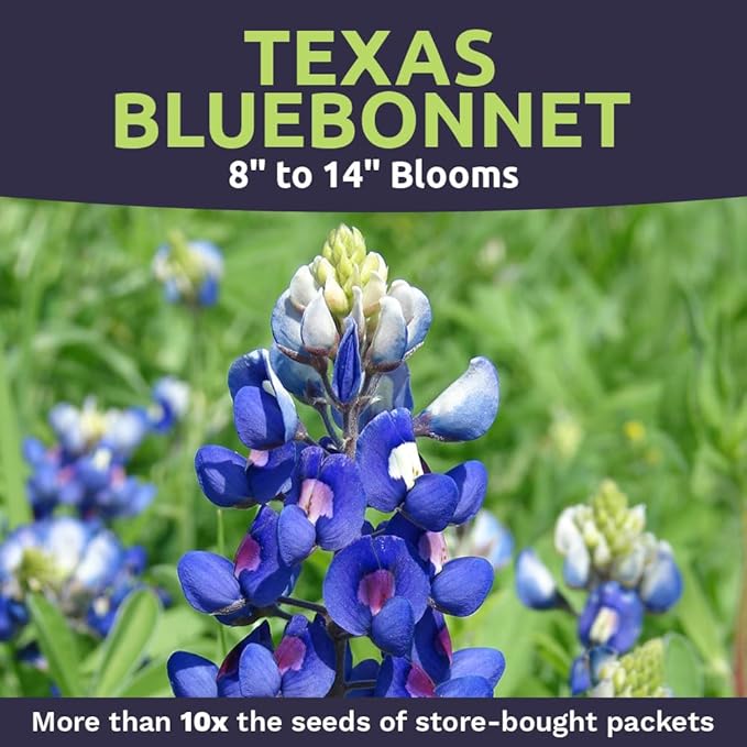 Texas Bluebonnet Wildflower Seeds - Bulk 1/4 Pound Bag - Over 4,000 Native Seeds - Texas State Flower!