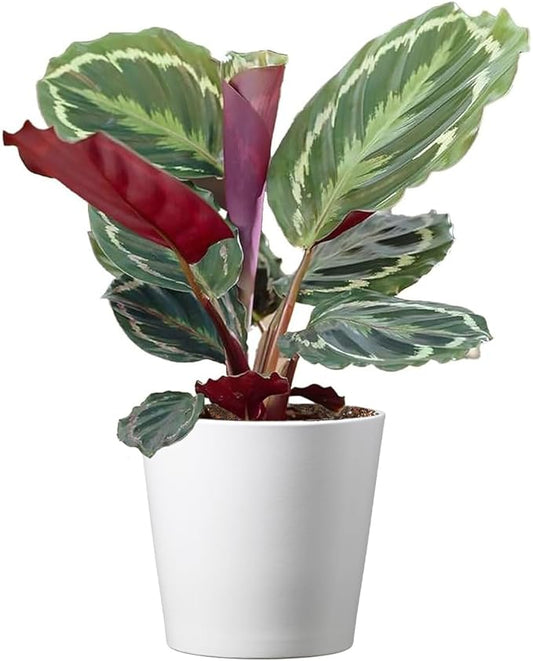 American Plant Exchange Calathea Medallion Live Prayer Plant, 6-Inch Pot W/Stylish Cover, Pet Safe, Low Light, & Air Purifying Tropical Indoor Plant for Home, Office & Garden Décor
