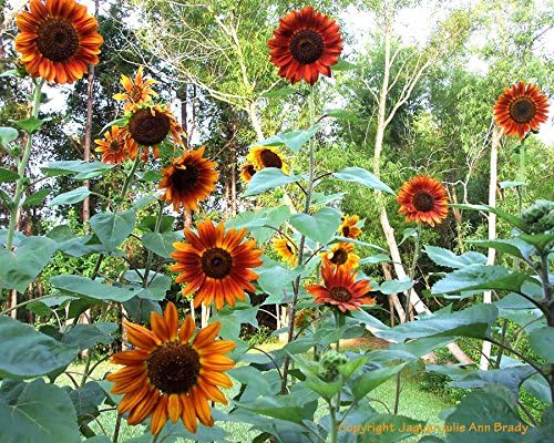 Dirt Goddess Super Seeds ~ Autumn Beauty Sunflower Seeds (1/2 Lb) Helianthus annuus Non GMO Bulk