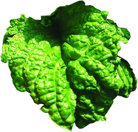 Park Seed Basil Herb Plant Seeds, Easy to Grow, Variety of Colors, Spring Garden, Lettuce Leaf, Pack of 100