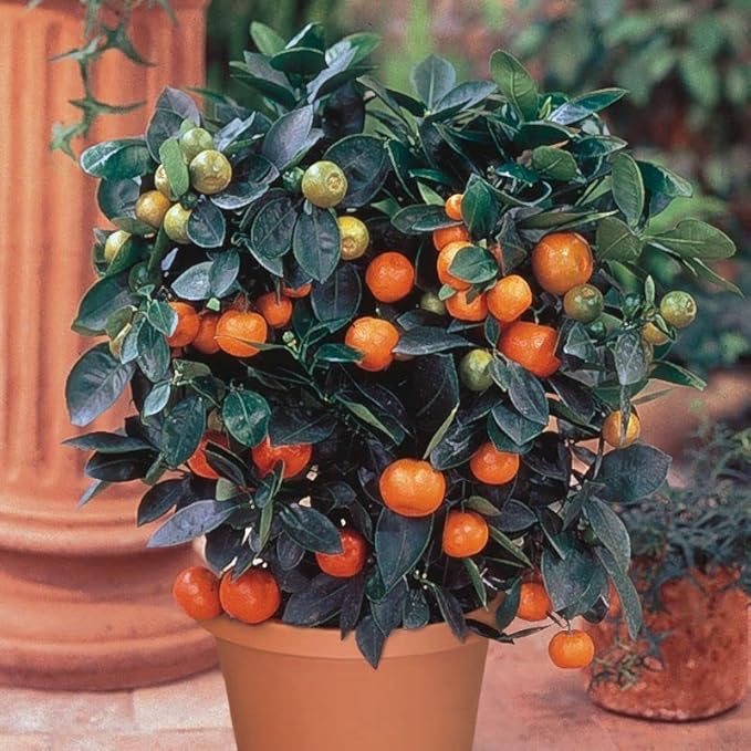 Tailor-Made Soil Mix for Tangerine Trees : Grow Your Own Juicy Tangerines with Confidence - 2 Quart
