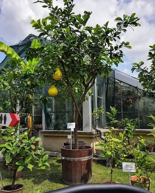 Gardenera's Premium Pomelo Tree Soil Mix - Quick Drain Potting Soil for Growing and Repotting Citrus Maxima - 2 Quart