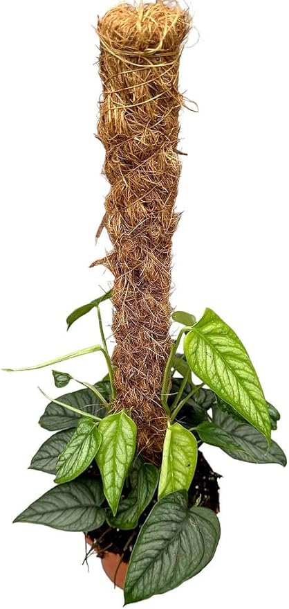 Premium Monstera Siltepecana Matuda Potting Mix - Expertly Crafted for Healthy Growth - 1 Quart